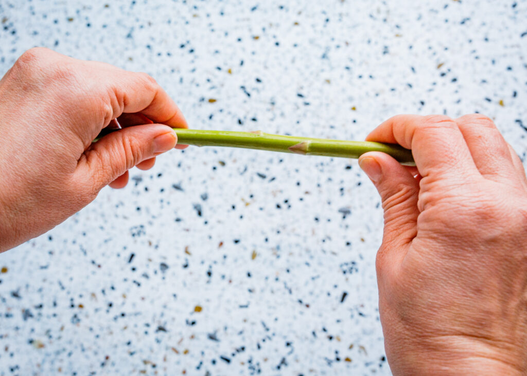 Holding a fresh green asparagus spear with both hands to find the natural breaking point at the woody end.