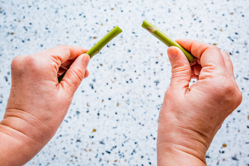 Snapping the bottom off a stalk of asparagus by hand to ensure only the tender portion is used for the stir fry.